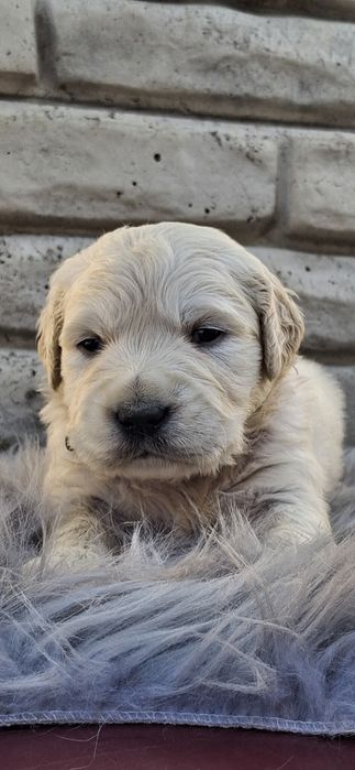 Хлопчик золотистий ретрівер КСУ