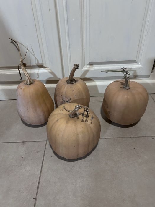 Aboboras bolinas para o Natal