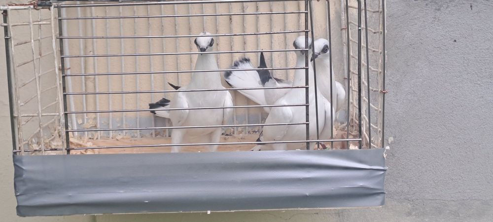 Gołębie  na sprzedaż