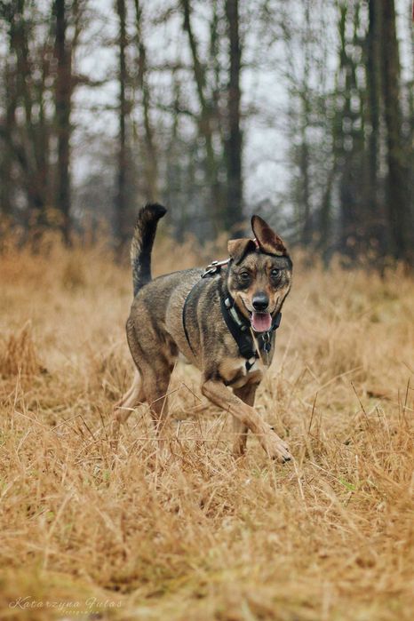 Bugs super pies poleca się do adopcji