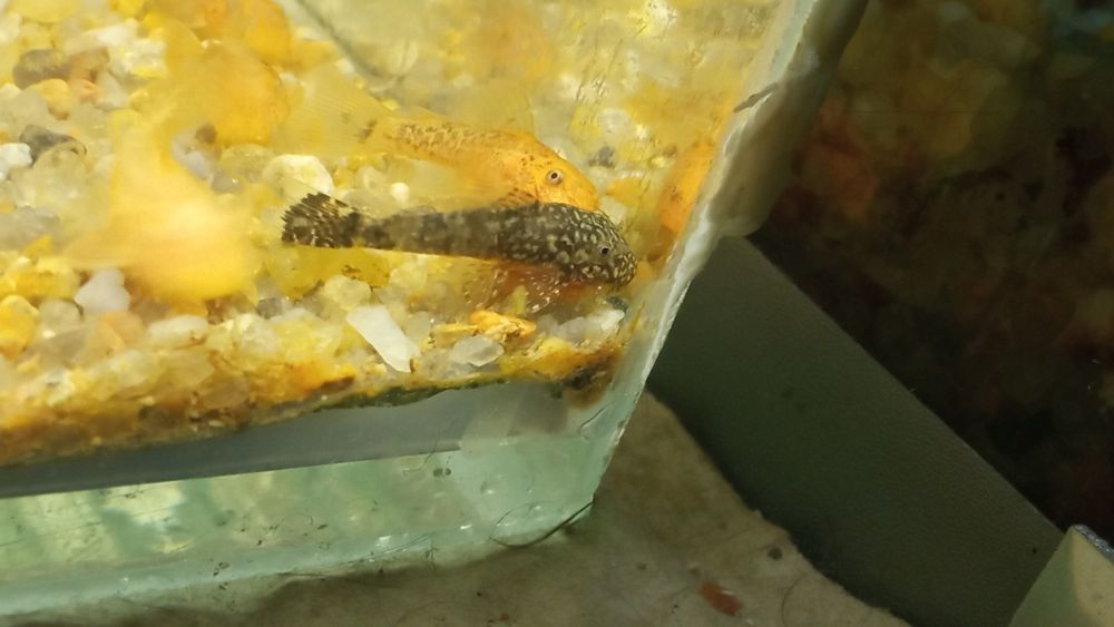 Молодняк анциструса (2мес)