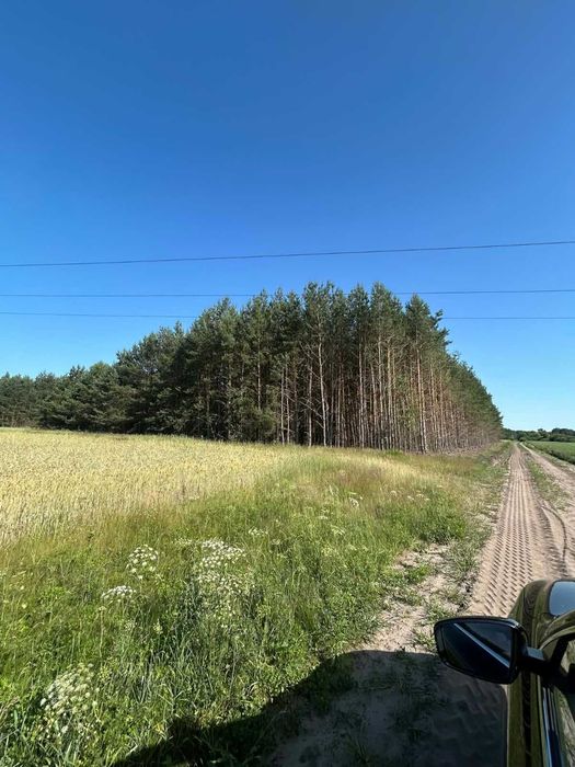 Na sprzedaż grunty leśne – Bużyska, gm. Korczew - Widok 3