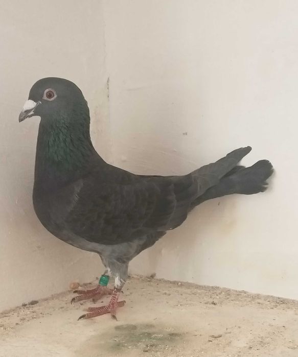 Lindo pombo correio fêmea