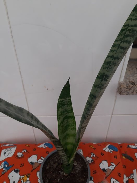 Plantas em vaso variadas