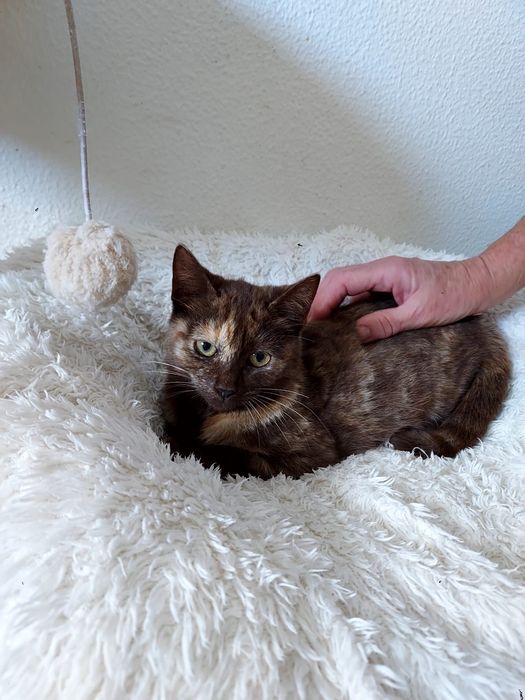 Gatinha bebé para adoção