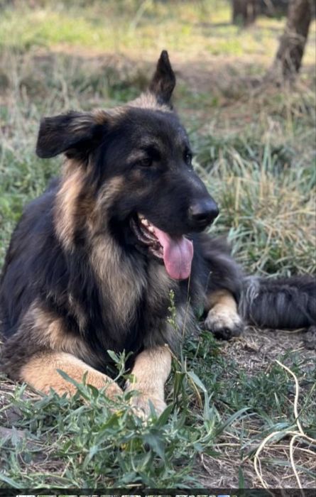 Продается  мальчик немецкой Д/Ш овчарки