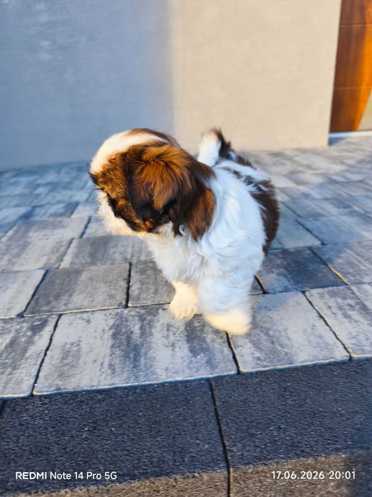 Shih Tzu szczeniak