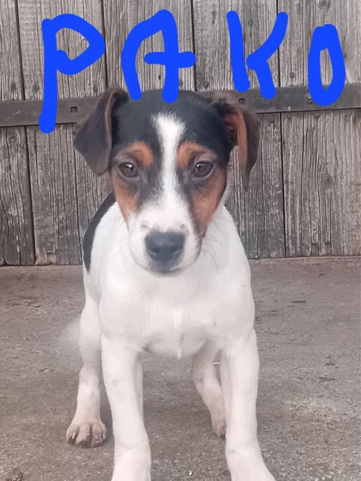 Jack russell terrier