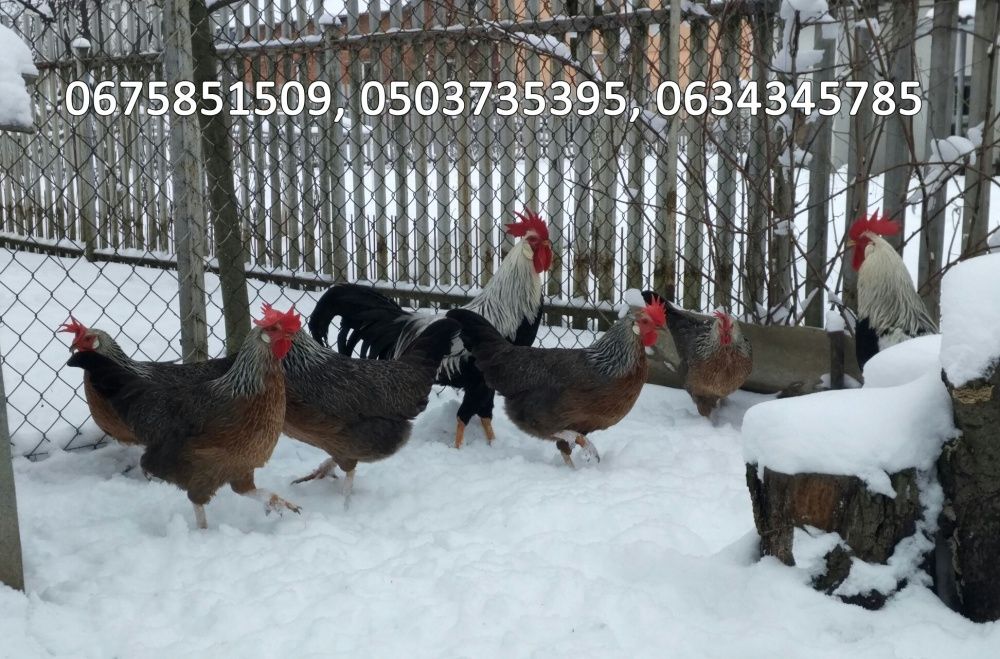 Яйця інкубаційні Легорн Леггорн срібний