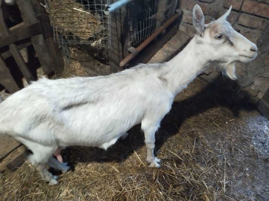 Продаж кози, козочок та козликів
