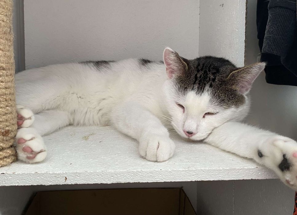 Białek – koci dżentelmen szuka swojego miejsca!