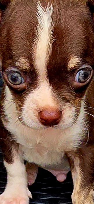Chihuahua Macho cor Chocolate bem pequenino