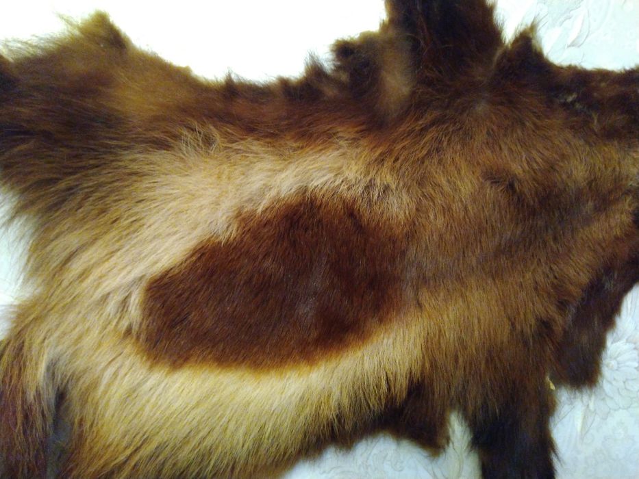 Шкура рыси росомахи медведя