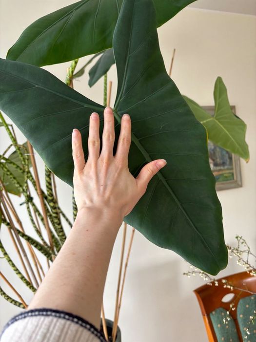 Alocasia Alokazja Zebrina 140cm