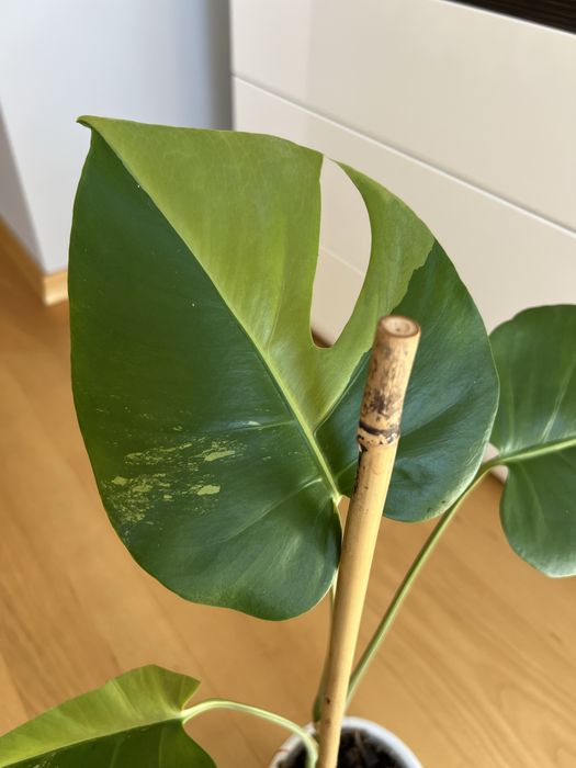 Monstera Green Mint