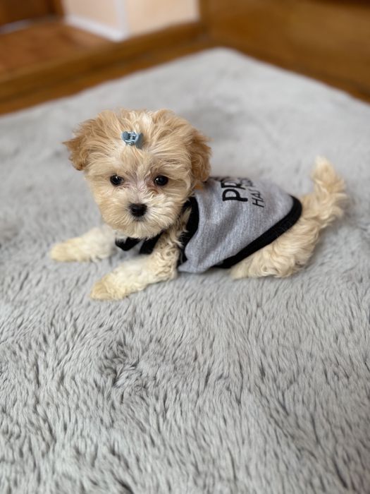 Бебі фейс мальтіпушки