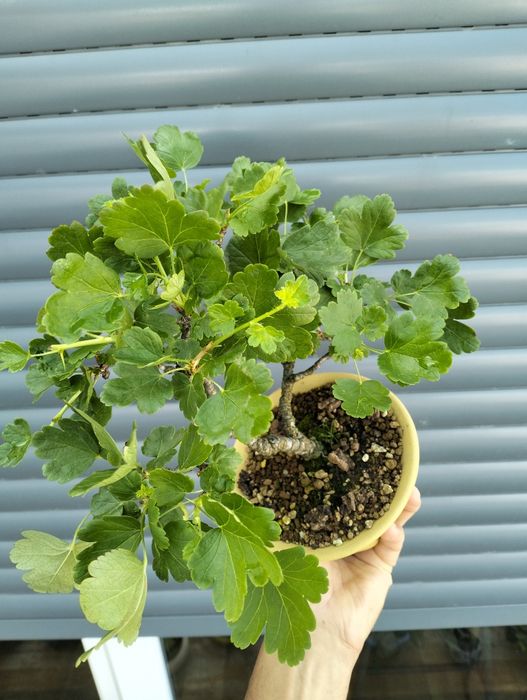 Bonsai uva crispa - groselha
