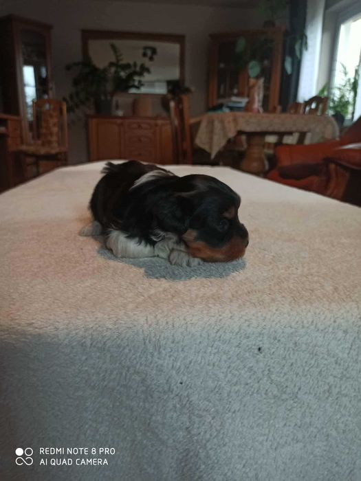 Yorkshire Terrier Biewer