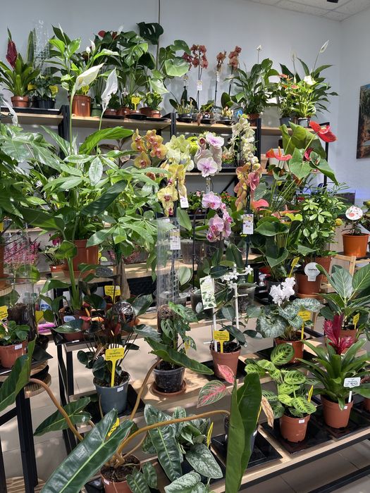 Кімнатні рослини, квіти, добрива, грунт, горщики, кашпо