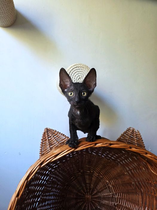 Кошеня Корніш рекс хлопчик