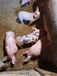 Продаж поросят м'яної породи