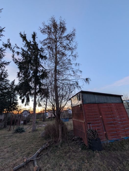 Oddam drzewa do samodzielnego wycięcia
