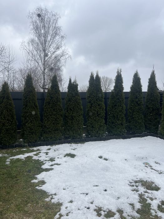 Продам Туї Смарагд 2.5м