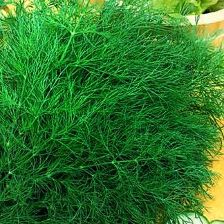 Насіння Кропу ВЕРДО F1 VERDO F1 Семена Укропа