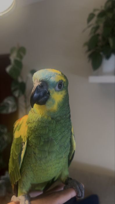 Papagaio amazonas aestiva macho com 4 meses