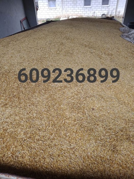 Sprzedam owies Figaro i bingo