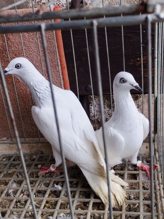 Jasne wyloty i na białych