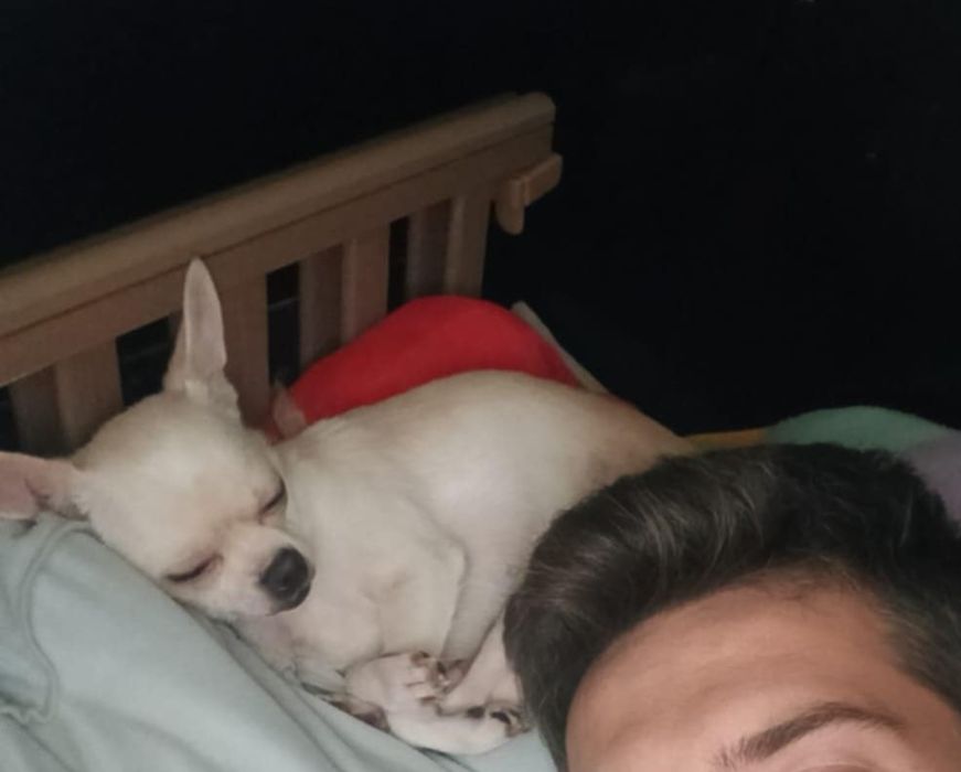 Chihuahua miniatura  macho