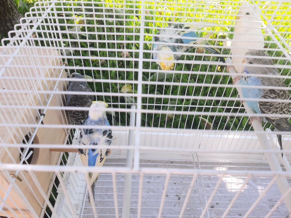 Periquitos hagoromos e ingleses