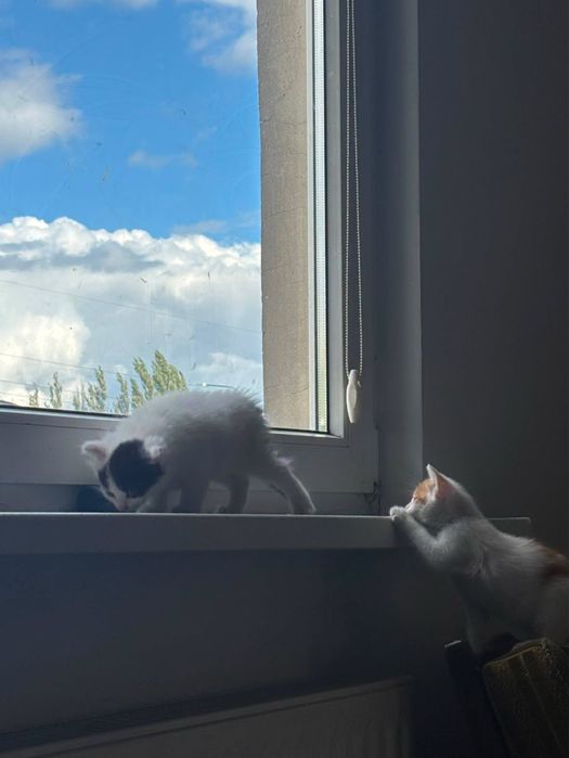 Oddam kotki w dobre ręce