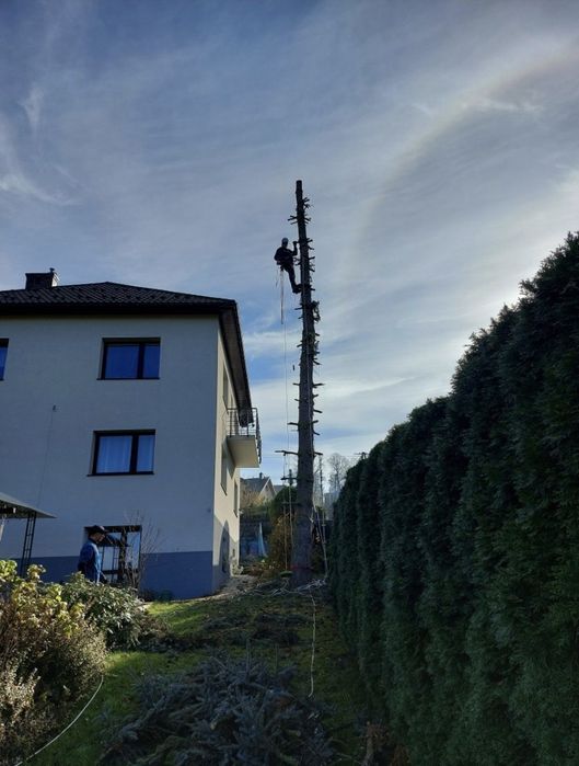 Wycinka Drzew Trudnych Sprzątnie Działek Cała Małopolska Szybki Termin