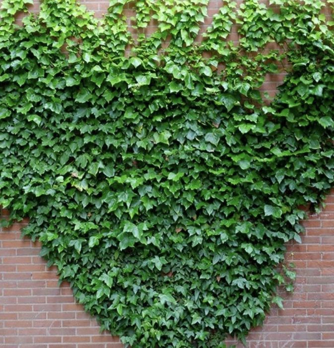 Bluszcz zimozielony 20 sztuk sadzonki