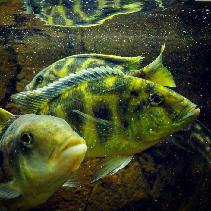 Ciclideos lago Malawi - varias especies