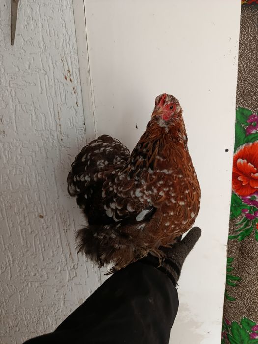 Кокинхинчики инкубационное яйцо