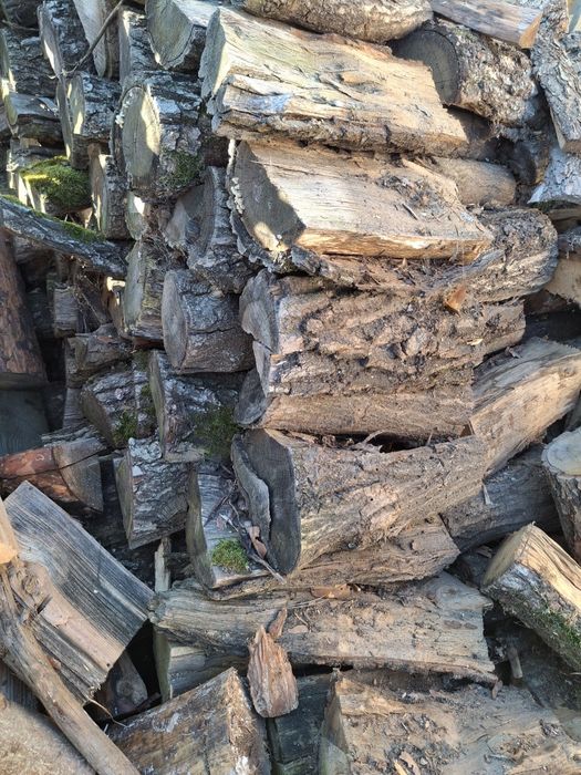 Drewno drzewo dąb sprzedam.