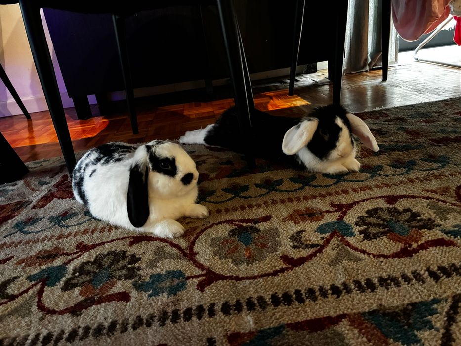 Procuro uma nova família para os meus 2 coelhinhos