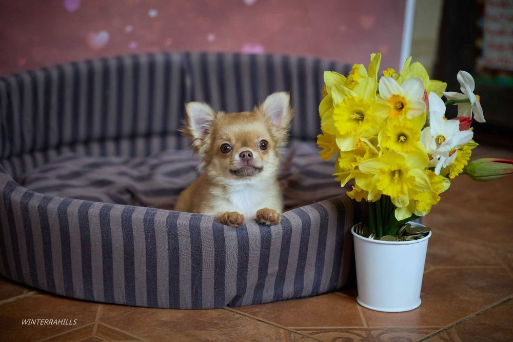 Елітні цуценята ~ Чихуахуа КСУ -