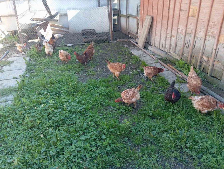 Продаються  кури
