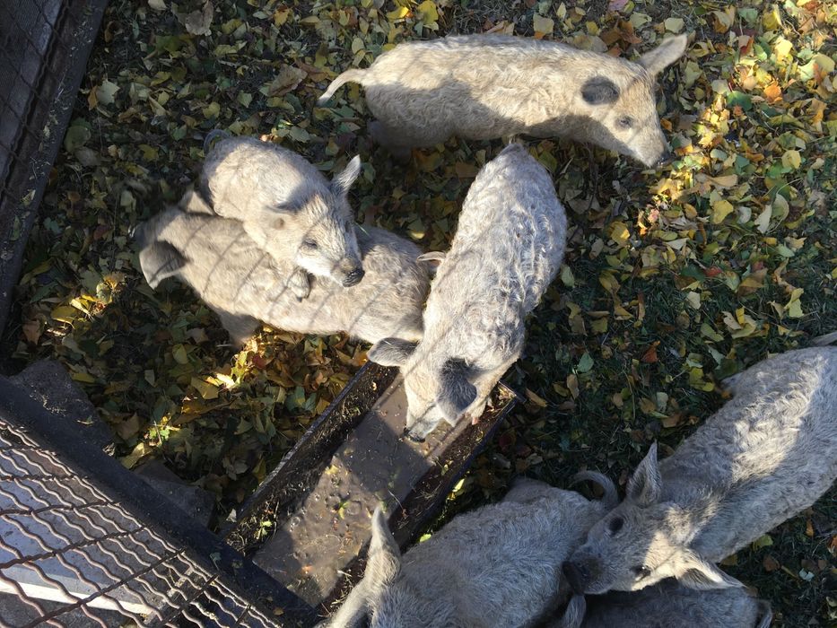 поросят венгерской мангалицы