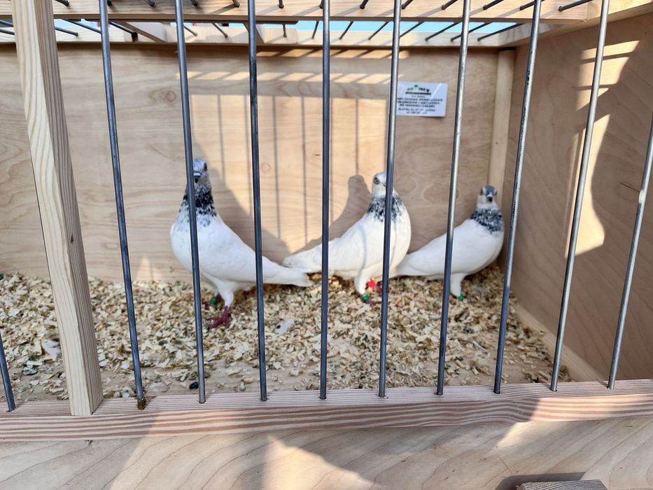 Budapeszty na wianku