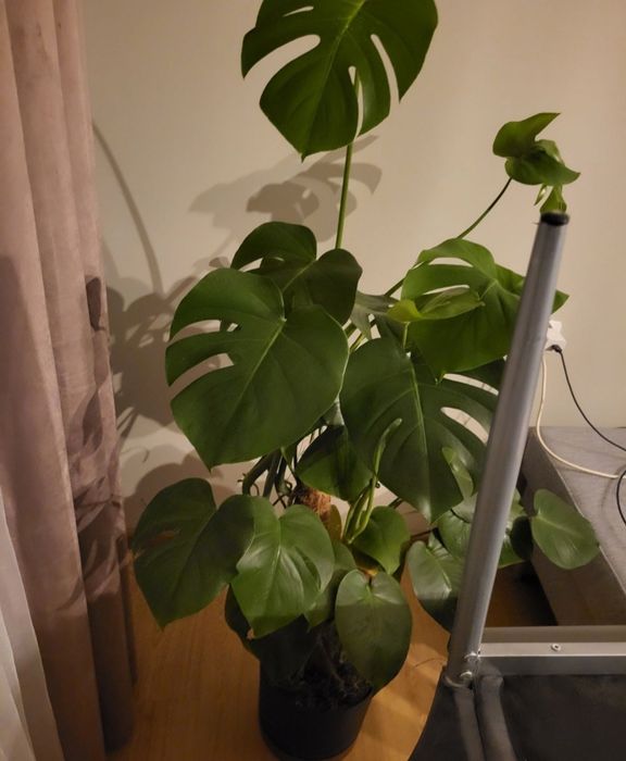 Duża    monstera
