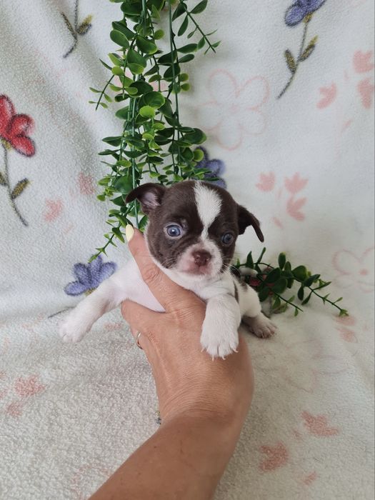 Excelente mini Chihuahua/Chiuaua de Qualidade. Lunhagem Russa