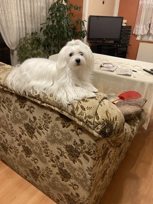 Maltańczyk szczeniak piękna suczka.