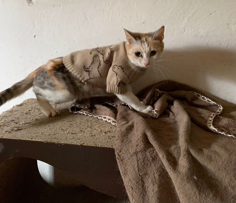 Стерилізована триколірна киця