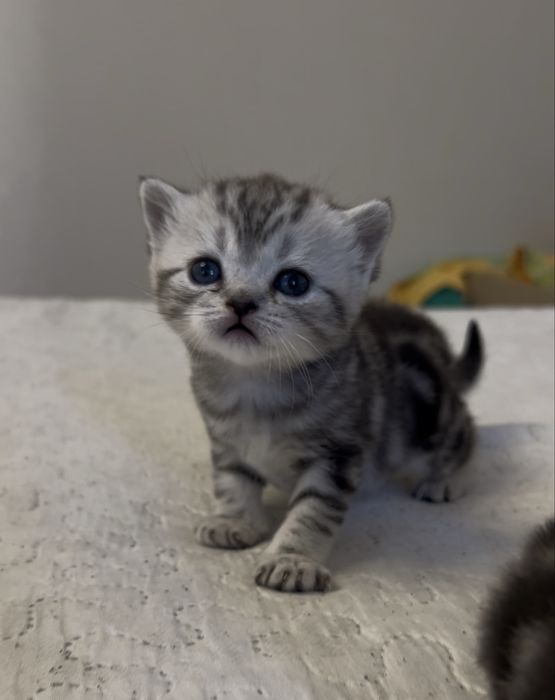 Мраморний шотландський