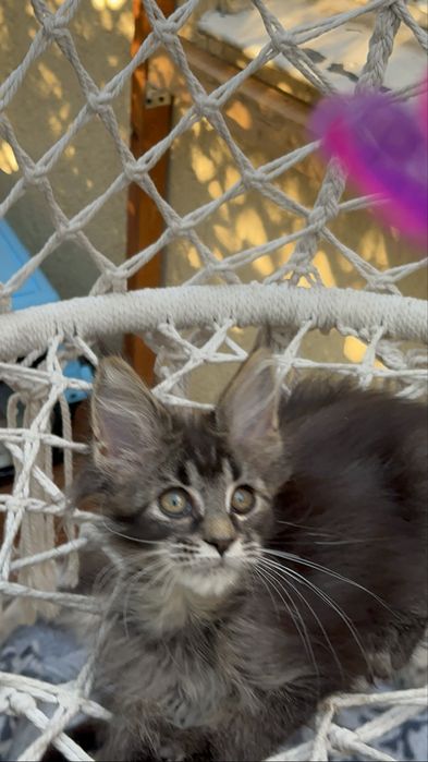 Sprzedam kociaka rasy Maine Coon